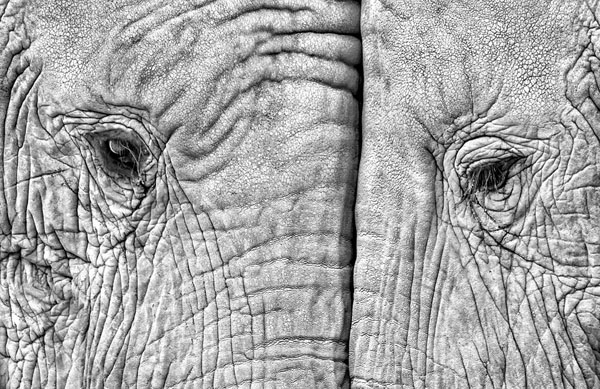 Photograph Juan Luis Duran Two Elephants on One Eyeland
